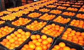 عرضه مستقیم مرکبات مازندران برای بازار شب عید