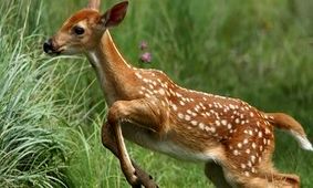 شکار آهو با موتور سیکلت 