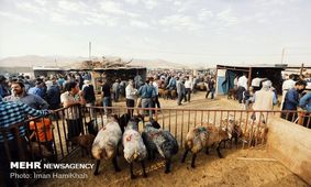 قیمت عرضه دام زنده در عید سعید قربان ۴۷ هزار تومان است