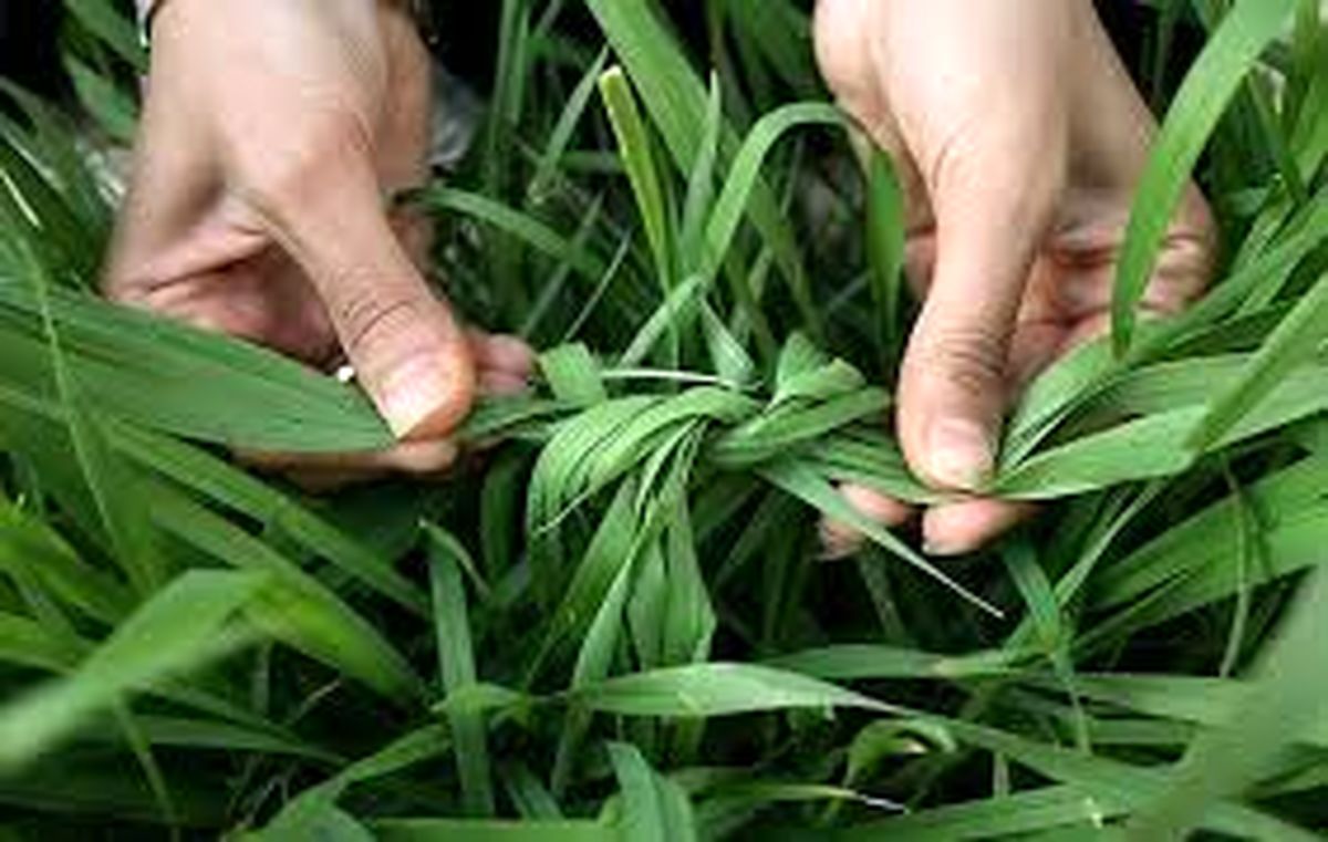 تاریخچه و رسوم‌ اصیل ۱۳ بدر