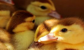 نجات ۲۰ هزار جوجه اردک از آتش‌سوزی انباری در مجارستان