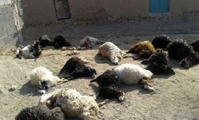 حمله گرگ های وحشی به شهرستان بیشه