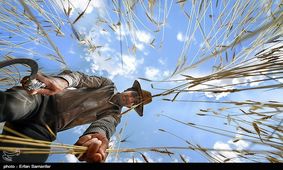 شوک بزرگ در کشاورزی شهررضا/وقتی کشاورزان به حال خود رها شده‌اند