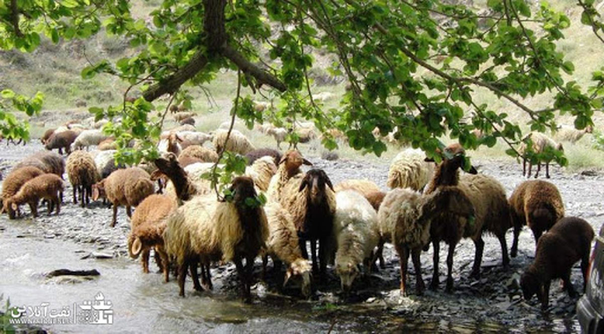 کشف جسد یک چوپان ۵۵ ساله در لالی