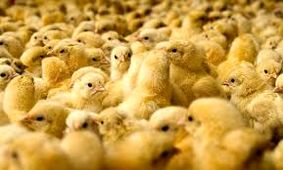 زنده به گورکردن دهها میلیون جوجه آغاز شد!/زنده به گور کردن جوجه‌ها برای گرفتن پول از بیمه؟!