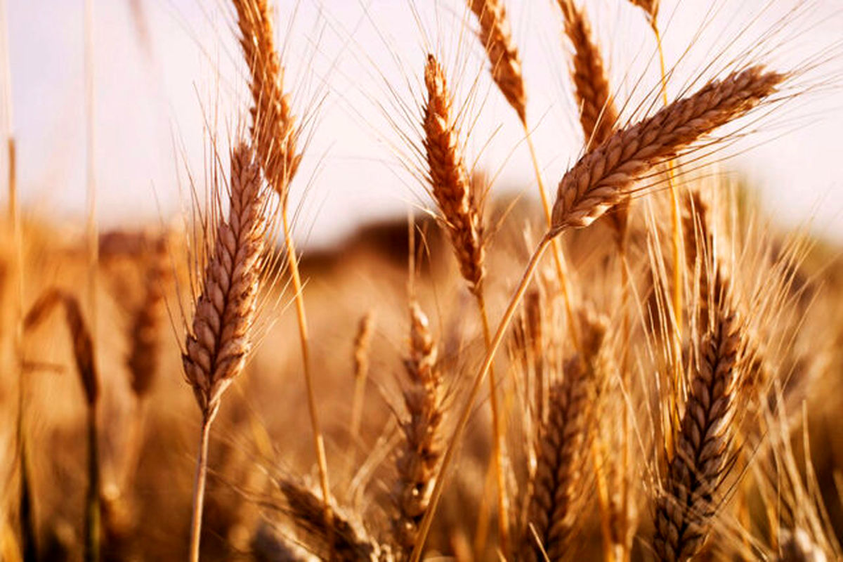 بیش از ۱۲ هزار تن گندم و کلزا از کشاورزان هرمزگانی خریداری شد