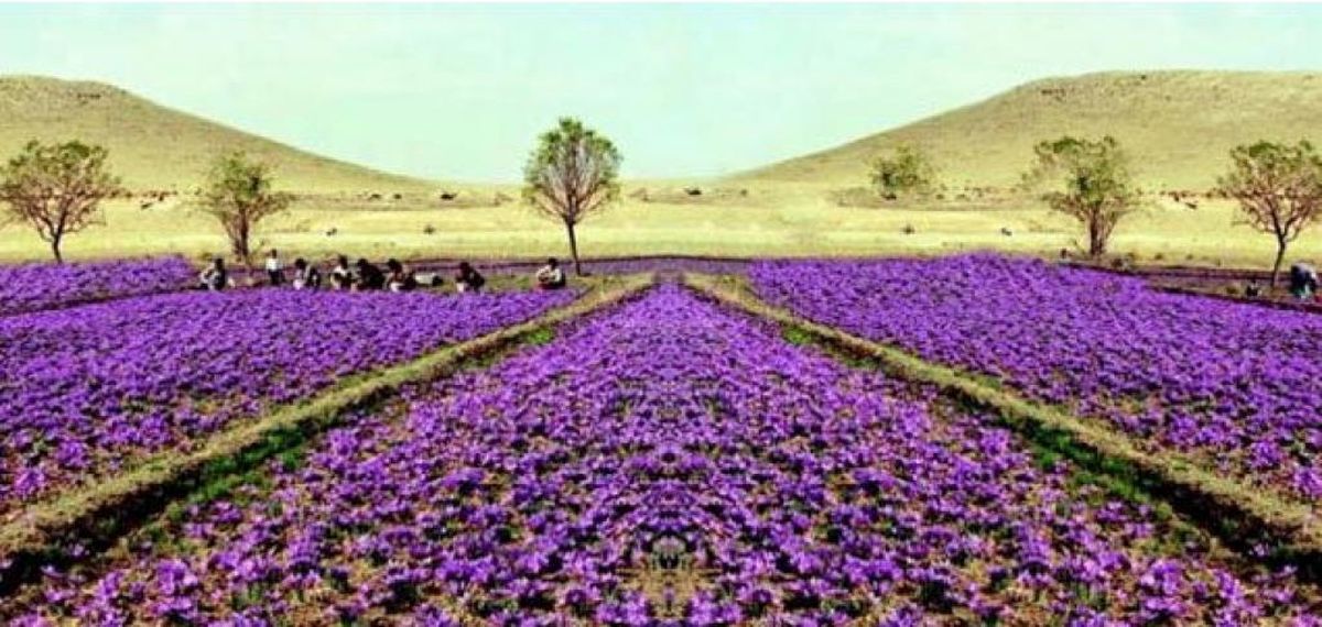 54هکتار از اراضی قزوین به زیر کشت زعفران رفت