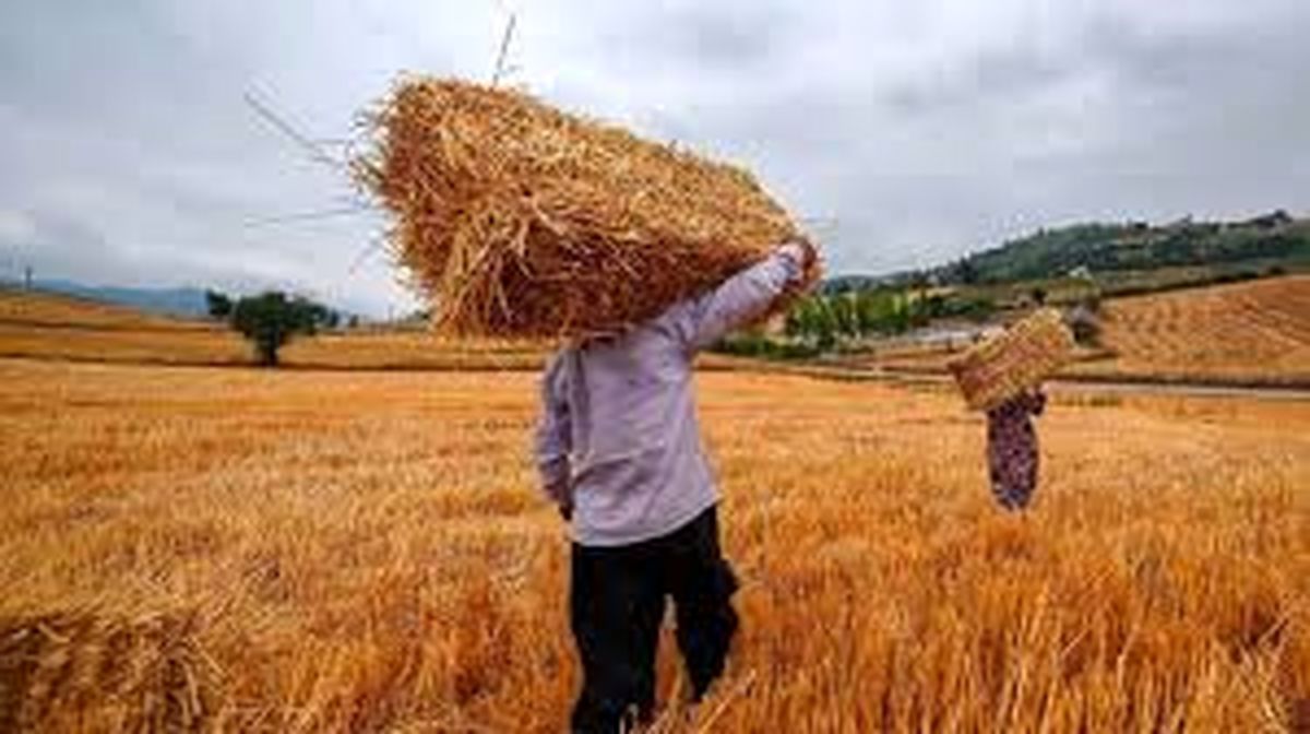 آغاز خرید تضمینی گندم در خراسان رضوی