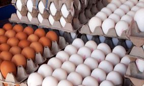 جدیدترین قیمت مرغ و تخم‌مرغ