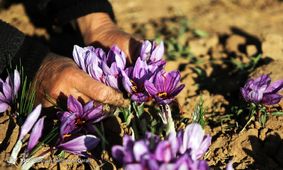 طلای سرخ ارزان شد؛ ۸۵ درصد زعفران تولیدی صادراتی است
