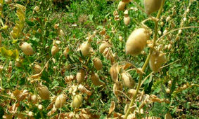 کشت نخود در بیش از ۶۷ هزارهکتار از مزارع آذربایجان غربی