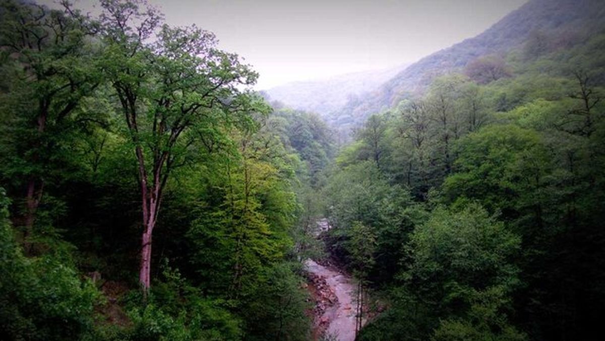 پرونده وقف ۵۶۰۰ هکتار جنگل آق مشهد، جنگل‌های هیرکانی را از ثبت جهانی خارج می‌کند؟