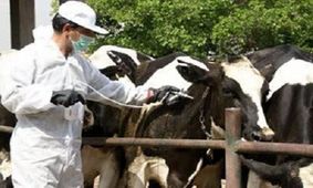 واکسیناسیون بیش از ۲ میلیون و ۴۱۰ هزار نوبت سر دام در چهارمحال و بختیاری