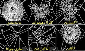تاثیر مواد مخدر بر تنیدن تار عنکبوت ها