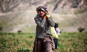 گزارش تصویری از برداشت شمام در هرمزگان