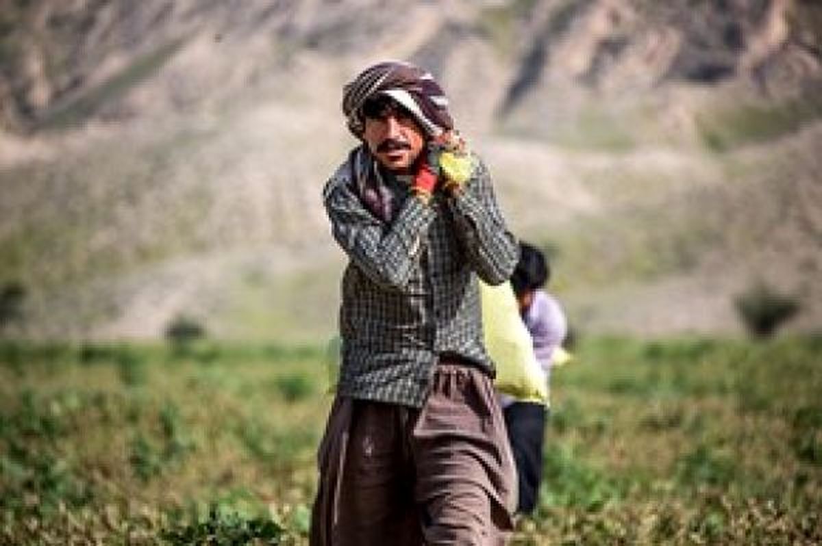 گزارش تصویری از برداشت شمام در هرمزگان