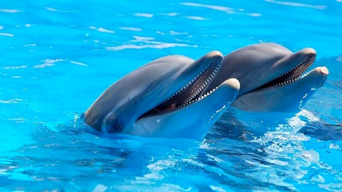 دلفین ها در آب به بچه‌های خود شیر می‌دهند