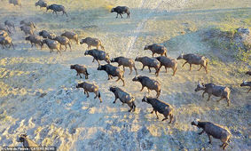 تصاویر‌ حیات وحش آفریقا از بالا/ زرافه ای که به پهپاد خیره شده