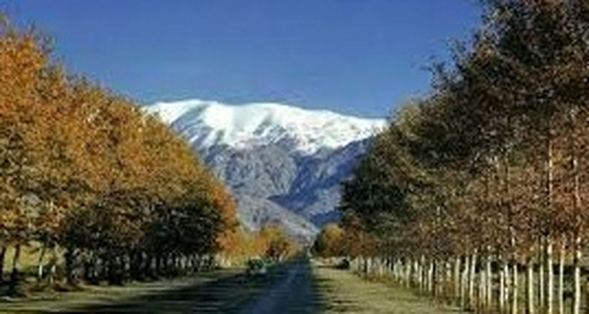 تهران، شهری که دیگر چنار و گنجشک ندارد