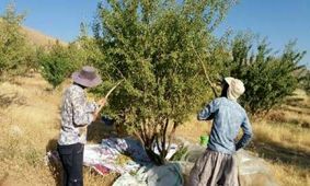 آفت زنجیره ای باغ های بادام در تیران و کرون مهار شد