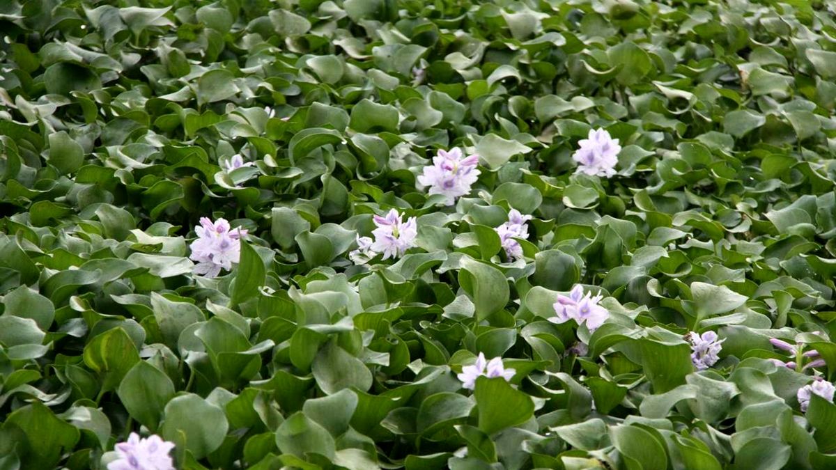 پنجه‌های اهریمنی سنبل آبی بر پیکر نحیف تالاب انزلی