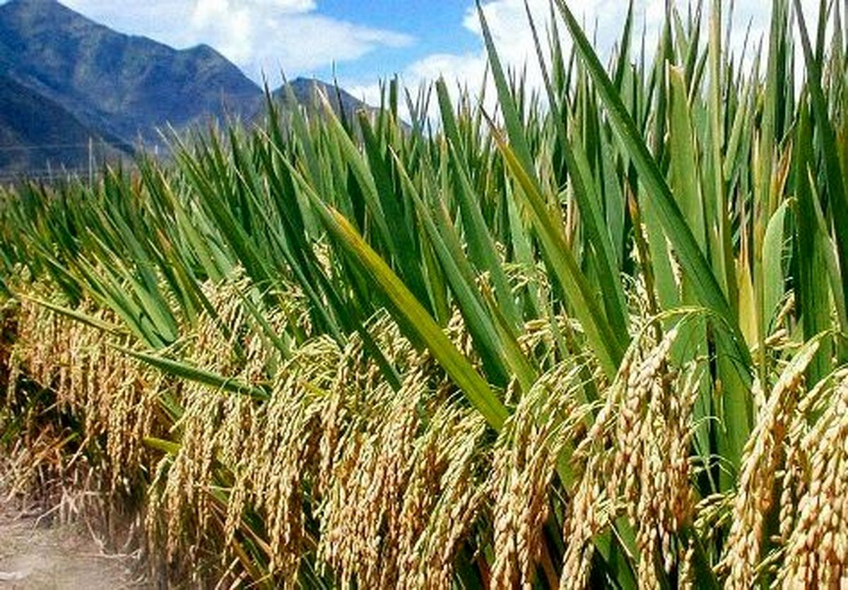 بذرهای گواهی شده برنج اواخر بهمن ماه در گیلان توزیع می شود