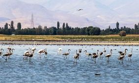 تالاب‌های لرستان ایمن از آنفلوآنزای فوق حاد پرندگان