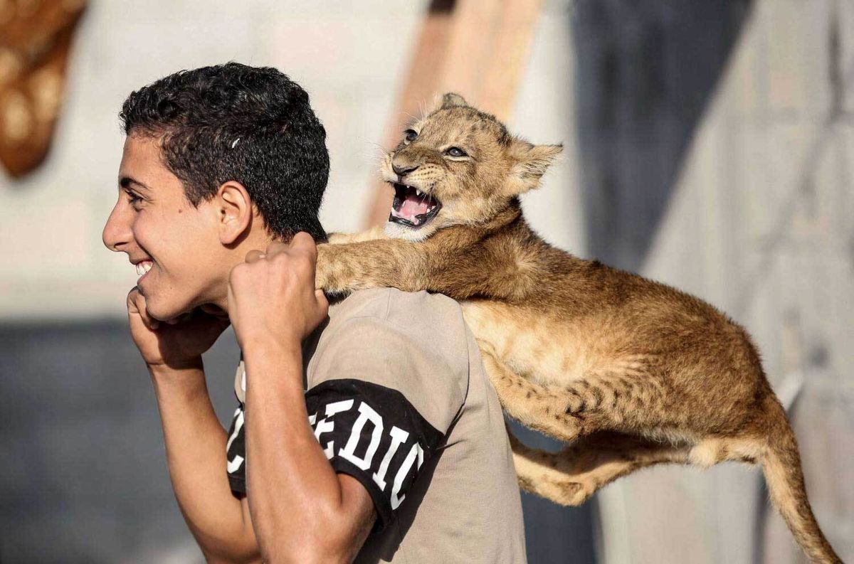 نگهداری یک نانوا از ۲ توله شیر چند روزه!/ عکس