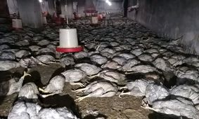 سوختن ۷ هزار جوجه در شیروان
