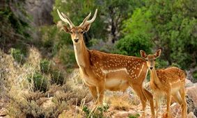 گوزن زرد ایرانی در معرض خطر انقراض