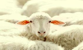 عکس‌هایی که حتماً باید ببینید