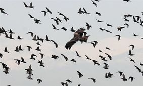امسال هیچ بیماری حاد پرندگان در استان سمنان مشاهده نشد