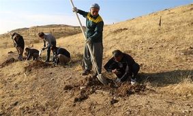 سالانه ۱۲ میلیون اصله نهال در استان ایلام تولید می شود