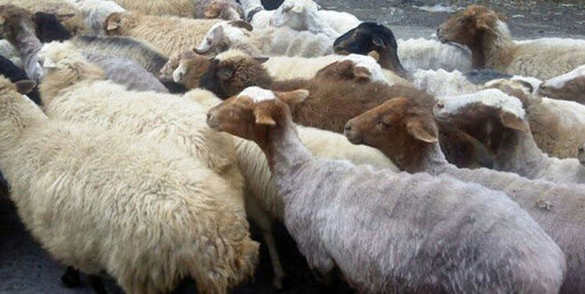 قیمت هر کیلو دام زنده ۶۰ هزار تومان شد/ چرایی آشفتگی در بازار گوشت قرمز