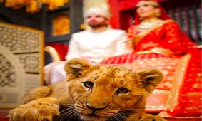 خشم عمومی از حضور توله‌شیر کنار عروس و داماد!/ ویدئو