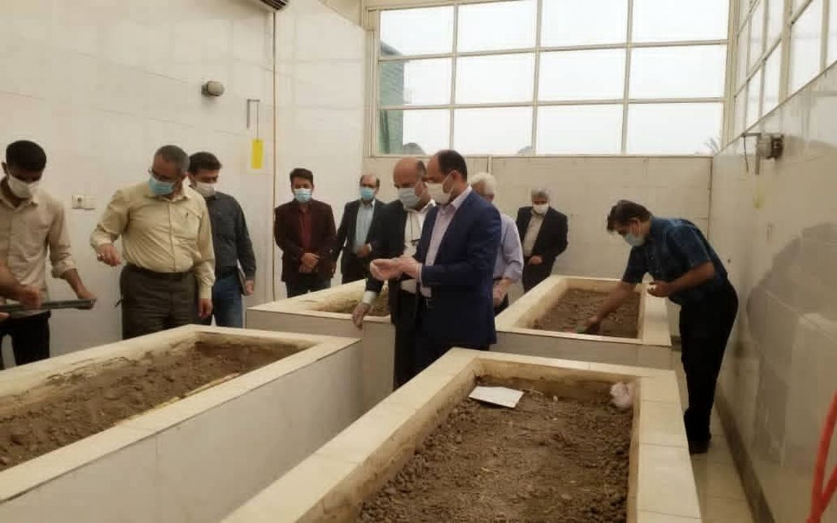 کشت دو واریته جدید در موسسه تحقیقات توسعه نیشکر