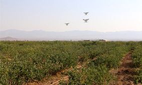 خسارت سرمای بهاری به کشاورزی استان فارس/ ۳۰ تا ۶۰ درصد باغات پسته سروستان آسیب دید
