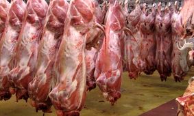 وجود گرانفروشی در بازار گوشت قرمز/  احتمال کاهش قیمت گوشت قرمز در ماه رمضان