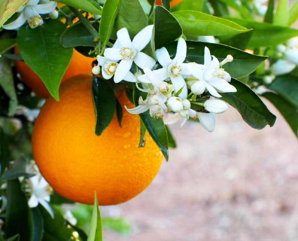 بهارنارنج عیدی بهارانه طبیعت