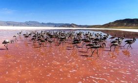 فاجعه‌ای مرگبار این بار در تالاب بختگان/ مرکز هزاران جوجه فلامینگو