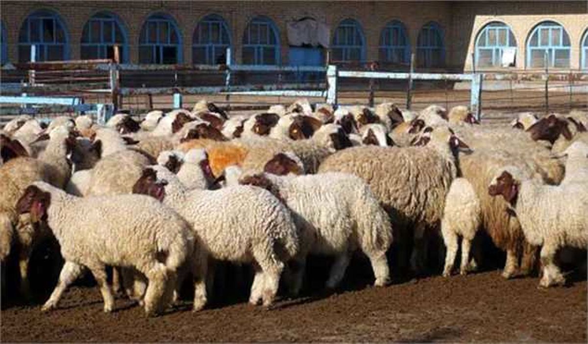 قیمت خرید حمایتی هر کیلو دام زنده عشایر ۴۵ هزار تومان تعیین شد