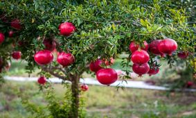 یک روش جالب برای جداسازی میوه‌ها/ ویدئو