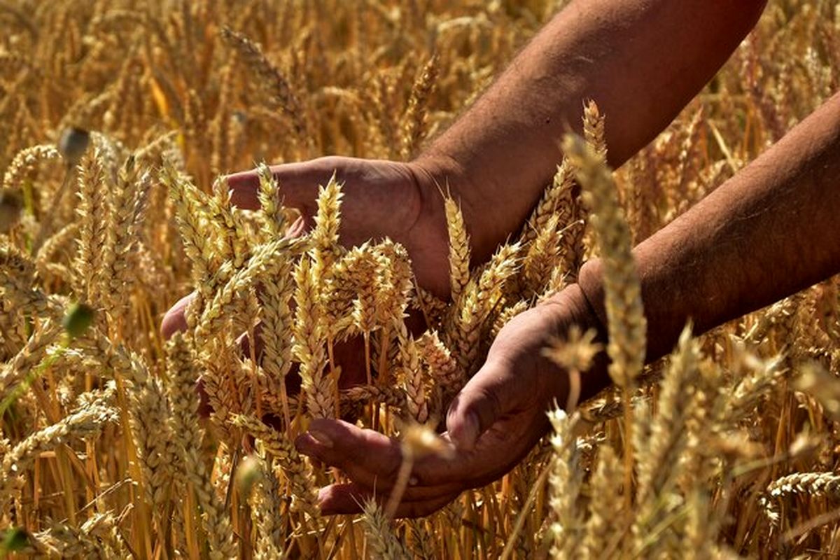 همه‌گیری گیاهی و تاثیر منفی ۳۰ درصدی بر محصولات غذایی