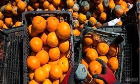 جدیدترین قیمت‌ها در بازار میوه و تره بار از زبان رئیس اتحادیه