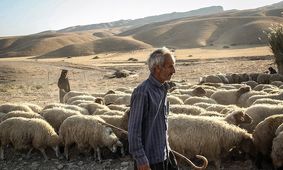 طعم تلخ خشکسالی در خراسان رضوی/ کام دامداران استان شیرین نیست