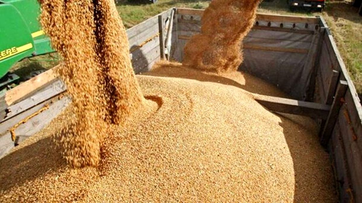 گرانی و کمبود نهاده، دامداران را مجبور به استفاده از نان خشک‌ کرد