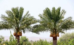مراحل رشد میوه درخت نخل/ تصویر