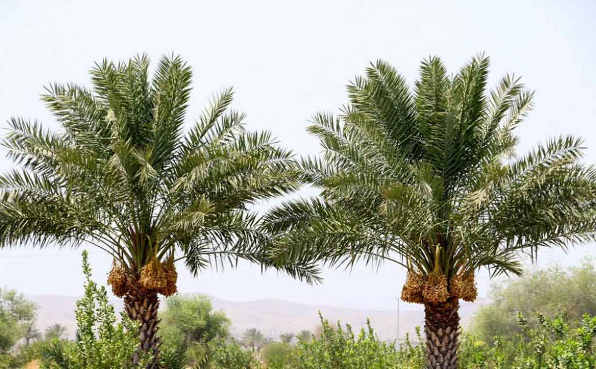 مراحل رشد میوه درخت نخل/ تصویر