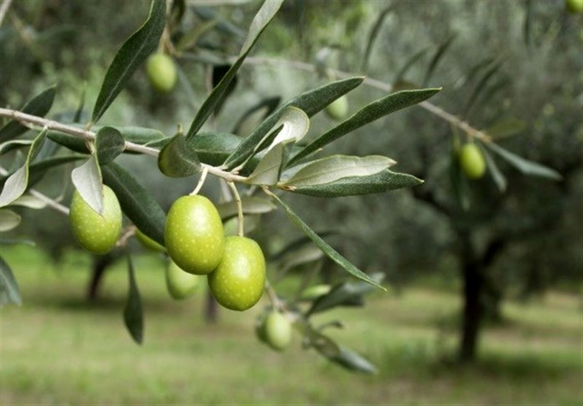 خسارت میلیاردی به بیت‌المال در پروژه زیتون‌کاری روستای "ته‌دره" طارم