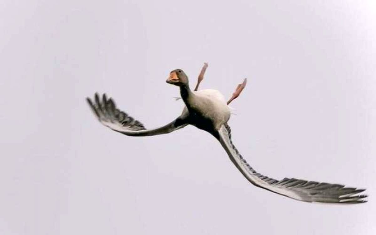 غازی که تصمیم گرفت وارونه پرواز کند